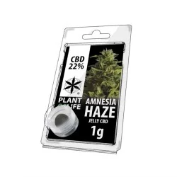 CBD Charas Amnesia Haze 22% 1G - Plant of Life CBD
