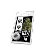 Charas CBD 22% Amnesia Haze 1G - Plant of Life CBD